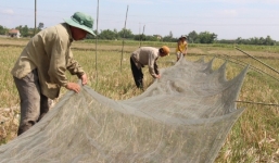 Quăng lưới bắt châu chấu, kiếm tiền triệu mỗi ngày